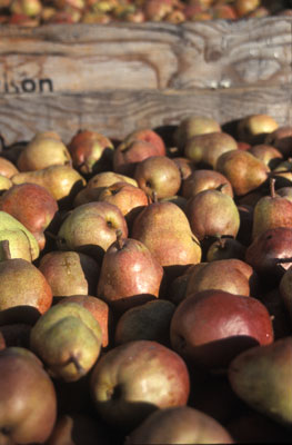 
“There’s real magic in doing something good for others without it being required,” says organic farmer John Jacobson, who has turned fruit sales into a school fundraiser.

